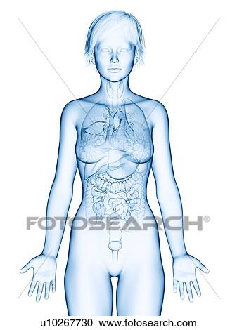 Illustration of a woman's organs. View Large Photo Image Stock Image - Illustration of a woman's organs.. Fotosearch