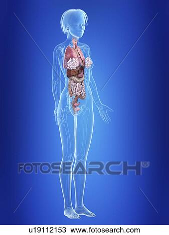Stock Image - Illustration of a woman's organs.. Fotosearch