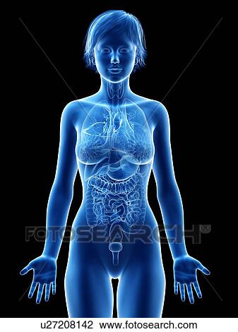 Stock Image - Illustration of a woman's organs.. Fotosearch