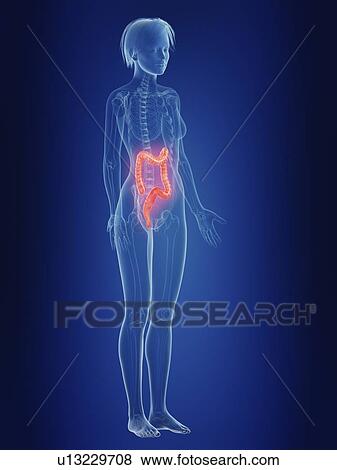 Illustration of a woman's painful colon. View Large Photo Image Stock Photo - Illustration of a woman's painful colon.. Fotosearch
