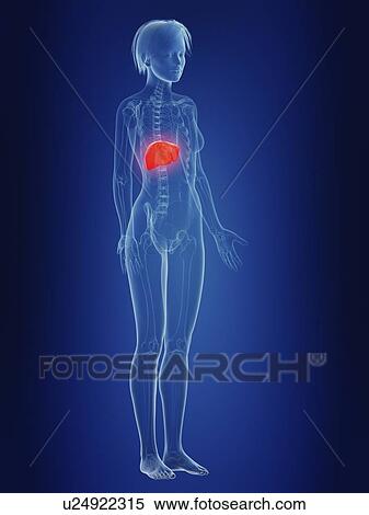 Stock Photography - Illustration of a woman's painful liver.. Fotosearch
