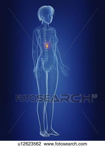 Stock Image - Illustration of a woman's painful gallbladder.. Fotosearch