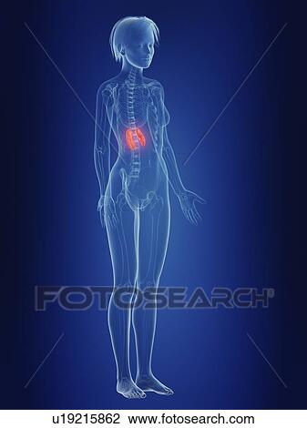 Stock Image - Illustration of a woman's painful kidneys.. Fotosearch