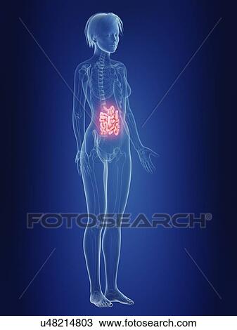 Stock Image - Illustration of a woman's painful intestine.. Fotosearch