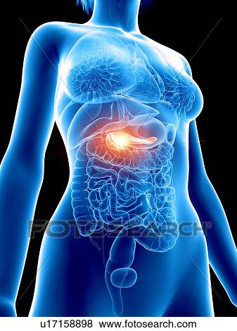 Illustration of a woman's painful pancreas. View Large Photo Image Stock Photo - Illustration of a woman's painful pancreas.. Fotosearch