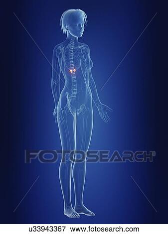 Illustration of a woman's painful adrenal glands. View Large Photo Image Stock Photo - Illustration of a woman's painful adrenal glands.. Fotosearch