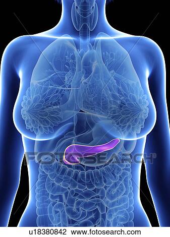 Stock Image - Illustration of a woman's pancreas.. Fotosearch