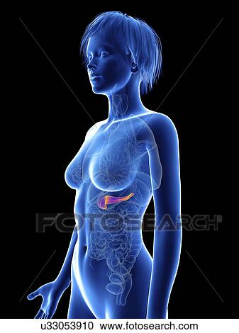 Illustration of a woman's pancreas. View Large Photo Image Stock Image - Illustration of a woman's pancreas.. Fotosearch