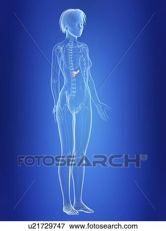 Stock Photo - Illustration of a woman's pancreas.. Fotosearch