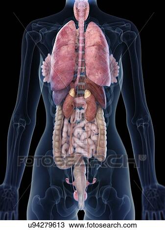 Stock Image - Illustration of a woman's posterior anatomy.. Fotosearch