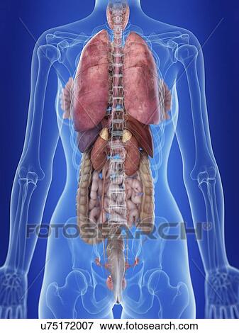 Stock Photo - Illustration of a woman's posterior anatomy.. Fotosearch