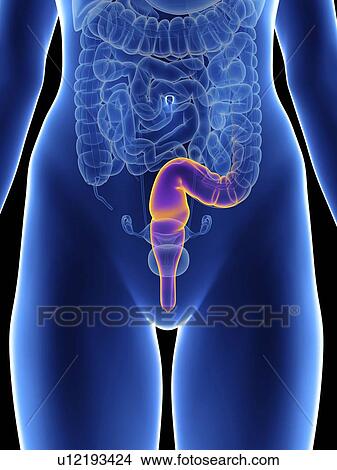 Illustration of a woman's rectum. View Large Photo Image Picture - Illustration of a woman's rectum.. Fotosearch