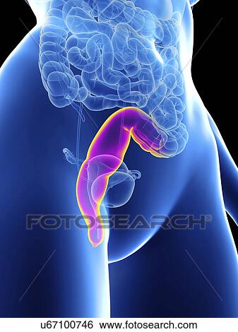 Stock Photograph - Illustration of a woman's rectum.. Fotosearch
