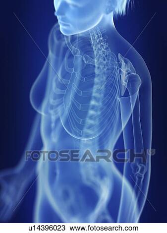 Stock Image - Illustration of a woman's skeleton.. Fotosearch