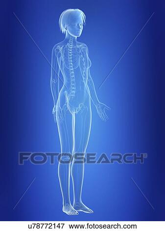 Illustration of a woman's skeleton. View Large Photo Image Stock Photo - Illustration of a woman's skeleton.. Fotosearch