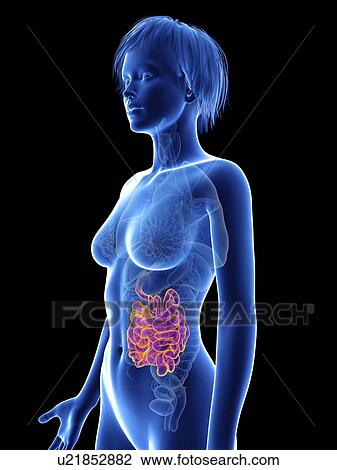 Illustration of a woman's small intestine. View Large Photo Image Stock Image - Illustration of a woman's small intestine.. Fotosearch