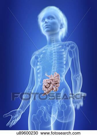 Illustration of a woman's small intestine. View Large Photo Image Stock Image - Illustration of a woman's small intestine.. Fotosearch