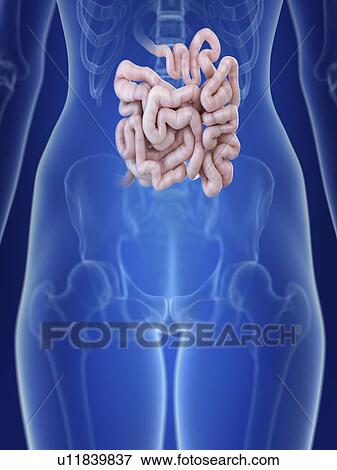 Illustration of a woman's small intestine. View Large Photo Image Stock Photo - Illustration of a woman's small intestine.. Fotosearch