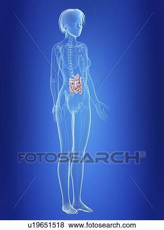 Stock Photo - Illustration of a woman's small intestine.. Fotosearch