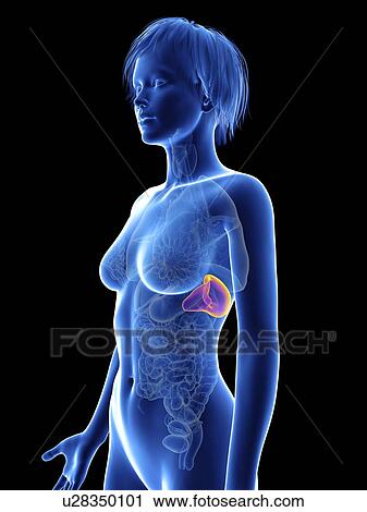 Stock Image - Illustration of a woman's spleen.. Fotosearch