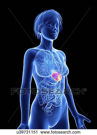 Stock Image - Illustration of a woman's spleen.. Fotosearch