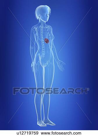 Stock Photo - Illustration of a woman's spleen.. Fotosearch