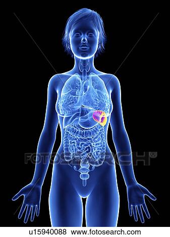 Illustration of a woman's spleen. View Large Photo Image Stock Photo - Illustration of a woman's spleen.. Fotosearch