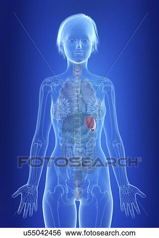 Stock Photograph - Illustration of a woman's spleen.. Fotosearch