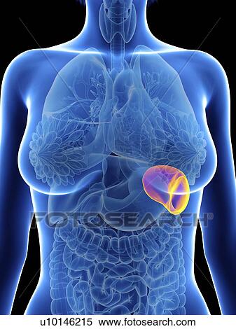 Stock Photography - Illustration of a woman's spleen.. Fotosearch
