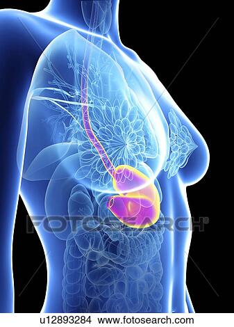 Picture - Illustration of a woman's stomach.. Fotosearch