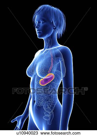 Illustration of a woman's stomach. View Large Photo Image Stock Image - Illustration of a woman's stomach.. Fotosearch