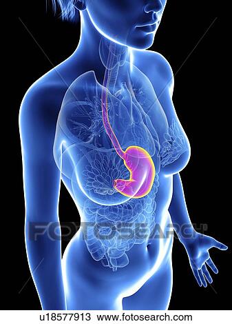 Stock Image - Illustration of a woman's stomach.. Fotosearch