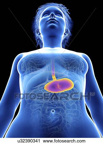 Illustration of a woman's stomach. View Large Photo Image Stock Image - Illustration of a woman's stomach.. Fotosearch
