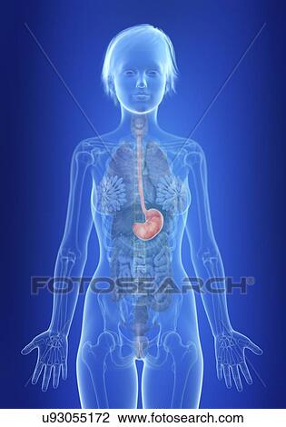Illustration of a woman's stomach. View Large Photo Image Stock Image - Illustration of a woman's stomach.. Fotosearch
