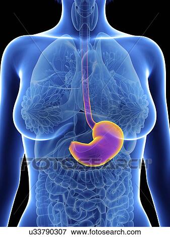 Stock Photo - Illustration of a woman's stomach.. Fotosearch