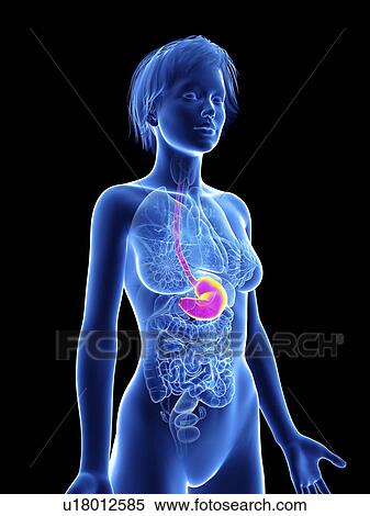 Stock Photography - Illustration of a woman's stomach.. Fotosearch