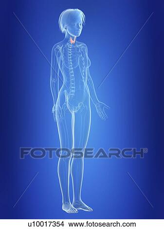 Picture - Illustration of a woman's thyroid gland.. Fotosearch