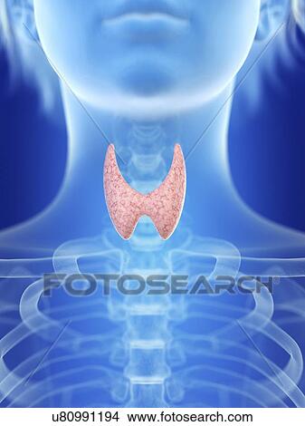 Picture - Illustration of a woman's thyroid gland.. Fotosearch