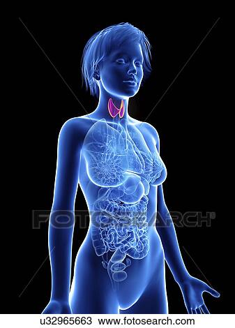 Stock Image - Illustration of a woman's thyroid gland.. Fotosearch