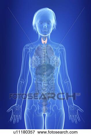 Illustration of a woman's thyroid gland. View Large Photo Image Stock Photo - Illustration of a woman's thyroid gland.. Fotosearch