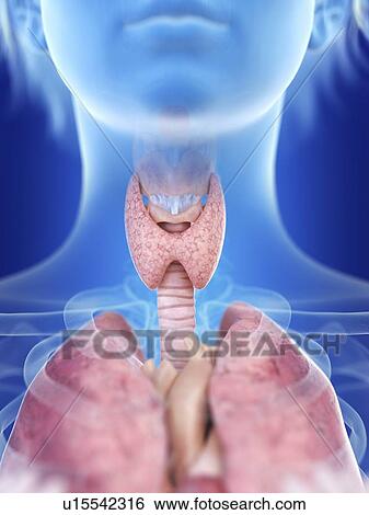 Stock Photograph - Illustration of a woman's thyroid gland.. Fotosearch
