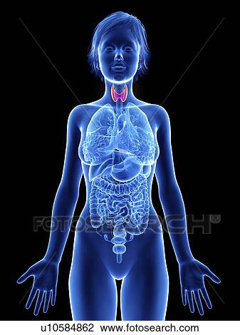 Stock Image - Illustration of a woman's thyroid glands.. Fotosearch