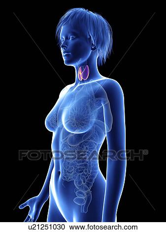 Stock Image - Illustration of a woman's thyroid.. Fotosearch