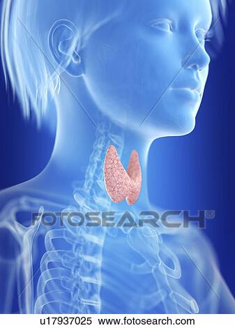 Stock Photography - Illustration of a woman's thyroid.. Fotosearch