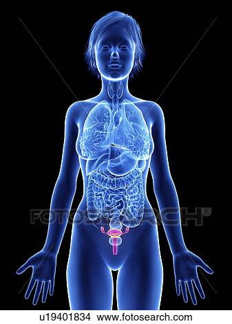 Picture - Illustration of a woman's uterus.. Fotosearch