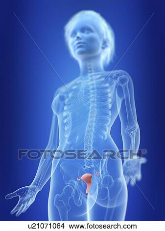 Picture - Illustration of a woman's uterus.. Fotosearch