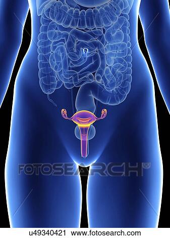 Stock Image - Illustration of a woman's uterus.. Fotosearch