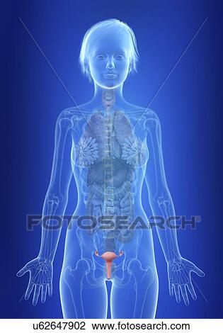 Illustration of a woman's uterus. View Large Photo Image Stock Image - Illustration of a woman's uterus.. Fotosearch