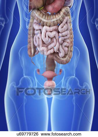 Stock Photograph - Illustration of a woman's uterus.. Fotosearch