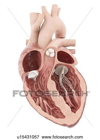 Stock Photo - Illustration of an artificial heart valve.. Fotosearch